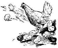 chickens_16360_lg.gif