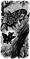 cat-bird_16361_sm.gif