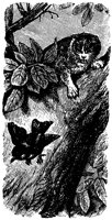 cat-bird_16361_lg.gif