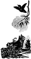 cat-bird_16363_lg.gif