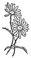 daisies_16380_sm.gif