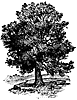 oak-tree_16383_th.gif