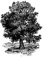 oak-tree_16383_sm.gif