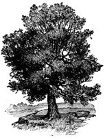 oak-tree_16383_md.gif