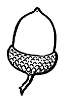 acorn_16384_sm.gif
