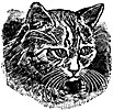 cat-eyes_16390_th.gif