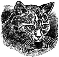 cat-eyes_16390_sm.gif