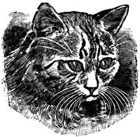 cat-eyes_16390_lg.gif