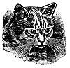 cat-eyes_16391_th.gif