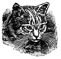cat-eyes_16391_sm.gif