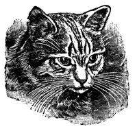 cat-eyes_16391_lg.gif