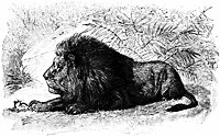 lion_16395_sm.gif