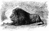 lion_16395_md.gif