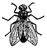 fly_16398_th.gif