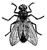 fly_16398_sm.gif