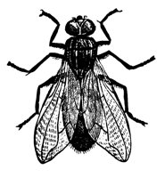 fly_16398_lg.gif