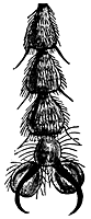fly2_16399_sm.gif