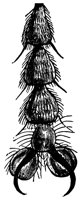 fly2_16399_lg.gif