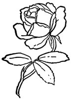 rose_16401_lg.gif
