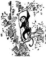 monkey_16751_md.gif