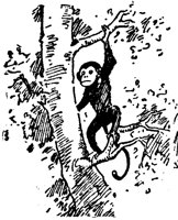 monkey_16751_lg.gif