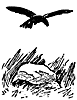 crow_16752_th.gif