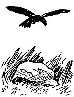 crow_16752_sm.gif