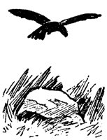 crow_16752_lg.gif