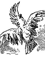 cockatoo_16811_sm.gif