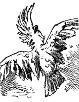 cockatoo_16811_md.gif