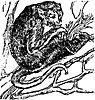 ape_16812_th.gif