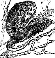 ape_16812_sm.gif