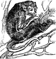 ape_16812_lg.gif