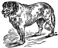 dog_16828_md.gif