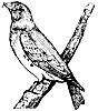 crossbill_1_th.gif