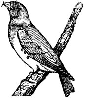 crossbill_1_lg.gif