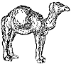 camel_1_th.gif