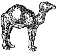 camel_1_lg.gif