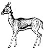 gazelle_1_th.gif