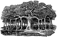 banyan_1_sm.gif