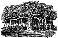 banyan_1_md.gif