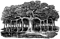 banyan_1_lg.gif