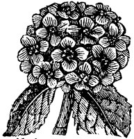 hydrangea_1_sm.gif