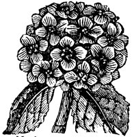 hydrangea_1_lg.gif