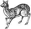 musk-deer_1_th.gif