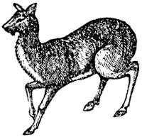musk-deer_1_sm.gif