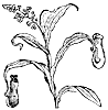pitcher-plant_1_th.gif