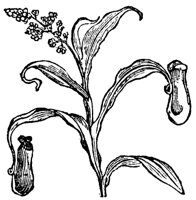 pitcher-plant_1_md.gif