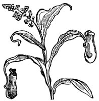 pitcher-plant_1_lg.gif