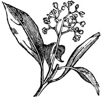 camphor_1_lg.gif